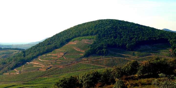 Barta winery